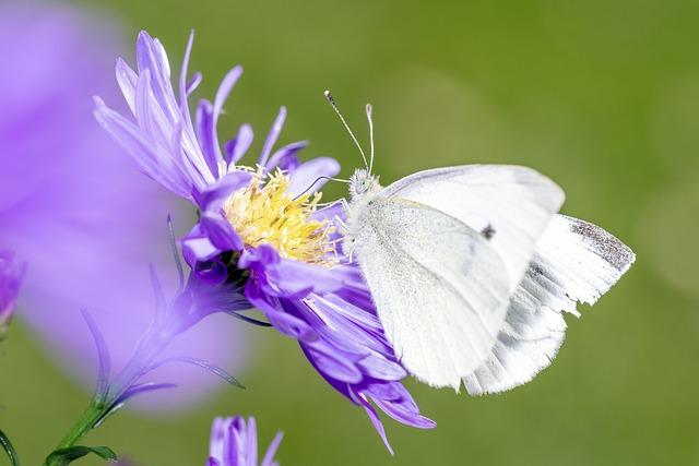 Deltamethrin: Jak se vyhnout tomuto pesticidu a chránit zdraví