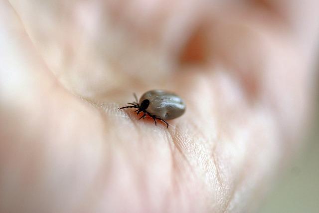 Možné zdravotní rizika spojená s konzumací mikroplastů v pivu