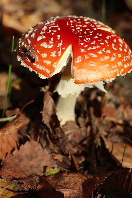 Rizika spojená s perfluorooktansulfonamidem