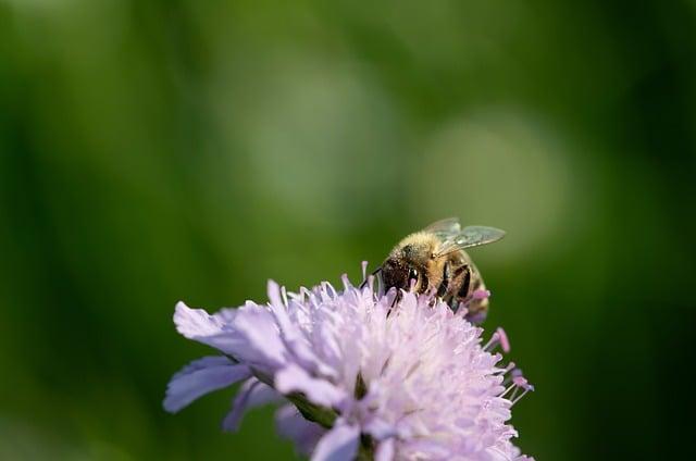 Ochrana biodiverzity: Jak můžeme přispět k zachování druhů a ekosystémů naší planety?