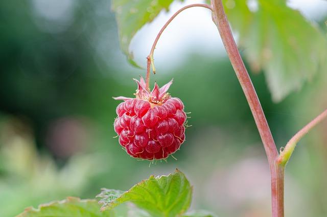 Výběr biopotravin a ekologických produktů